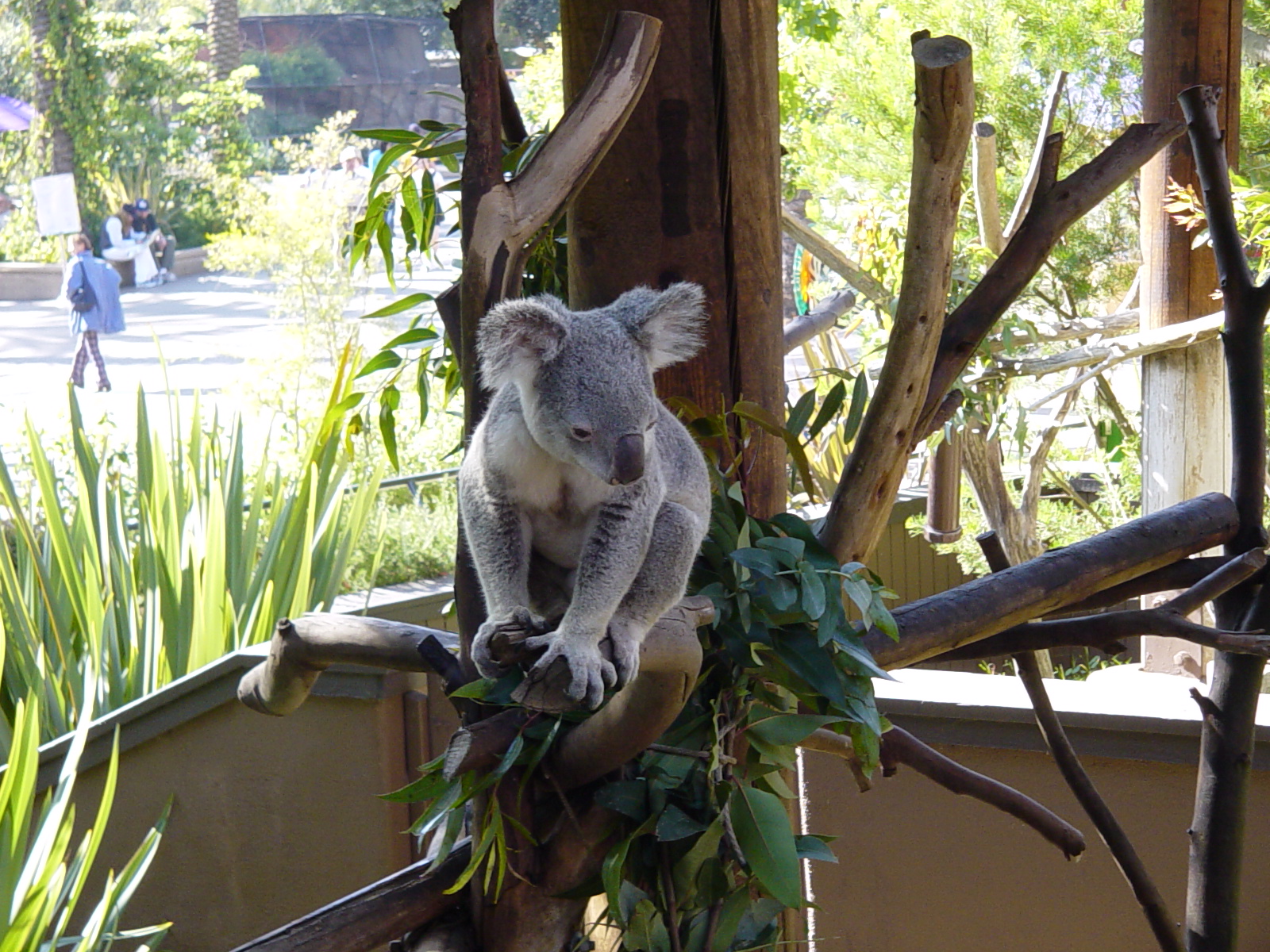 Queensland Koala