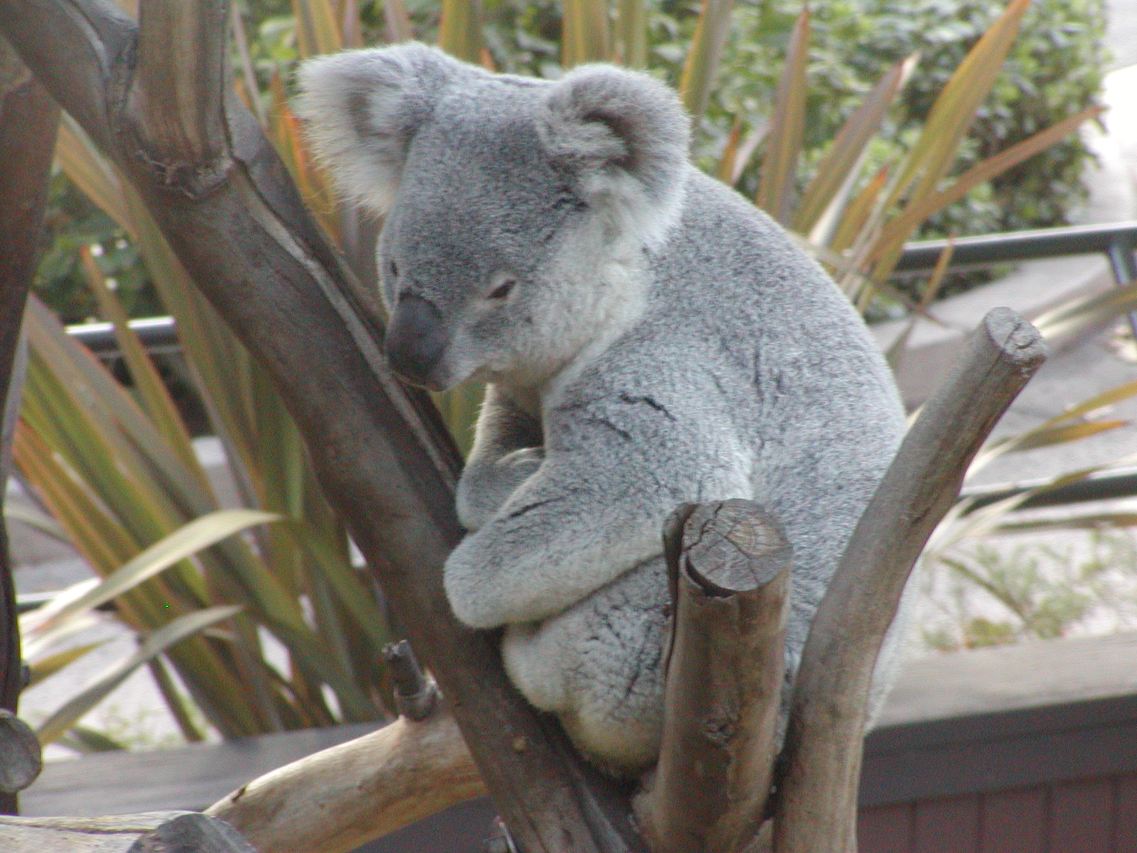 Queensland Koala