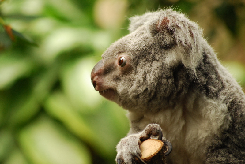 Queensland koala