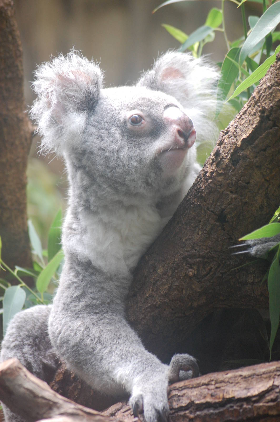 Queensland koala