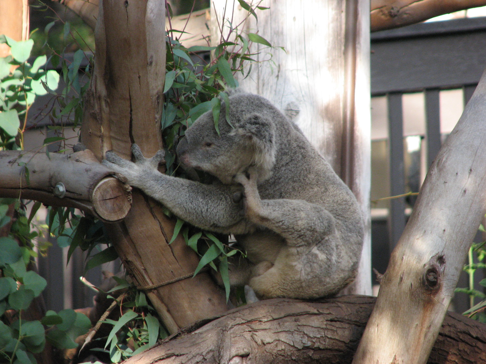 Queensland Koala