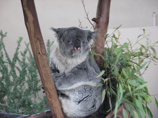 Queensland Koala