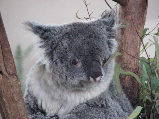 Queensland Koala