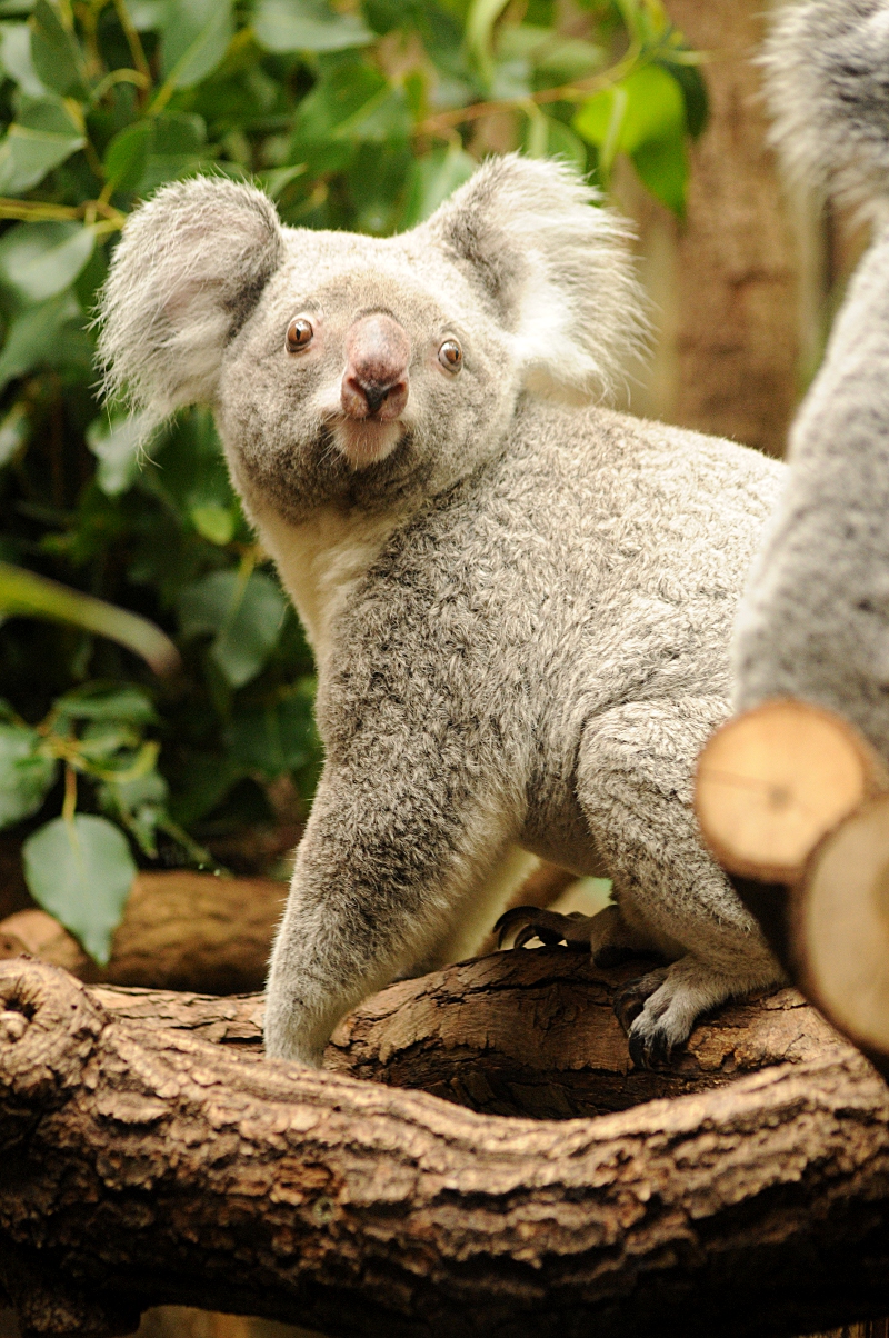 Queensland koala