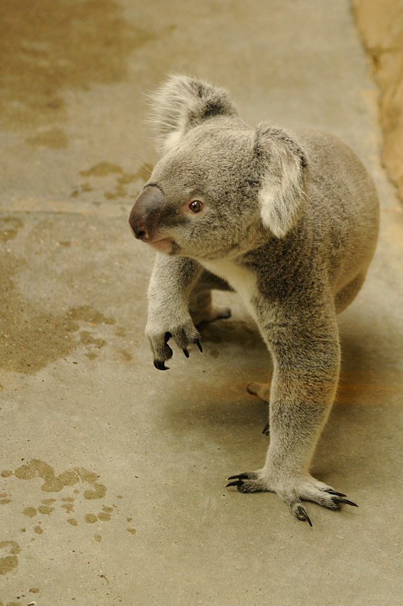 Queensland koala