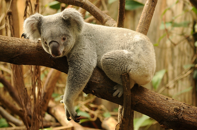 Queensland koala