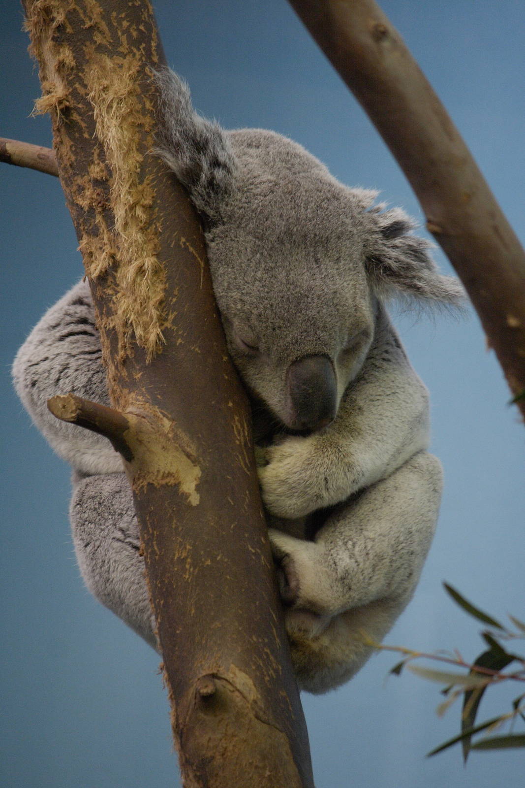 Queensland koala
