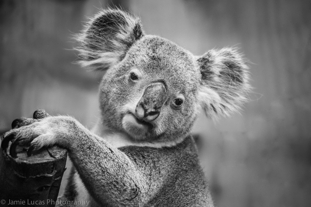 Queensland Koala