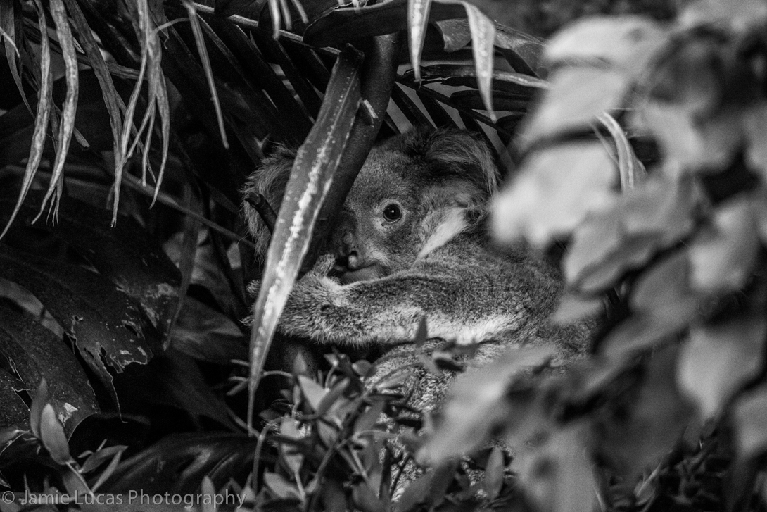 Queensland Koala