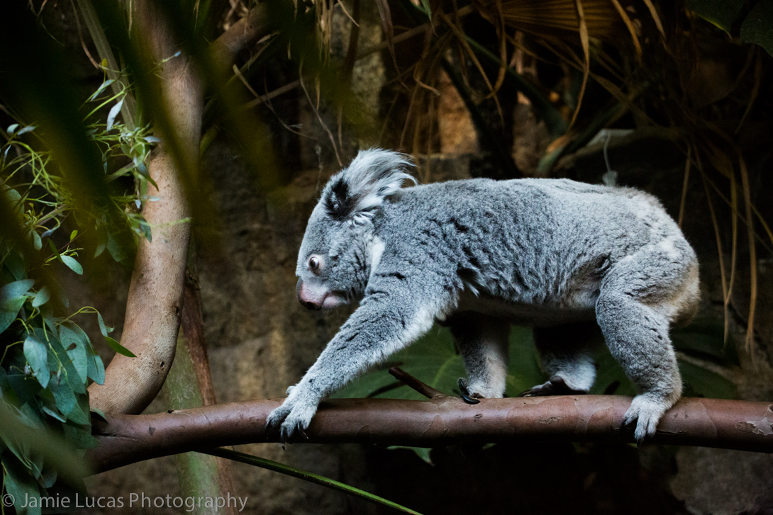 Queensland Koala