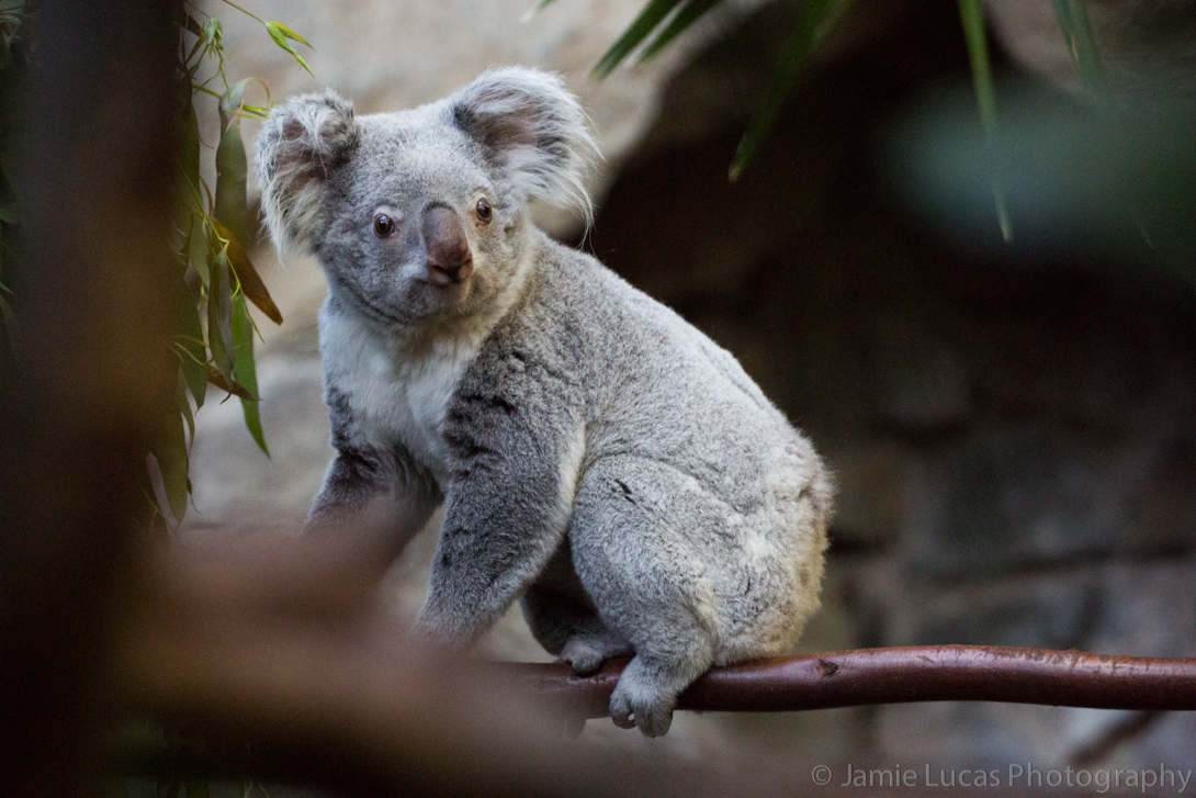Queensland Koala