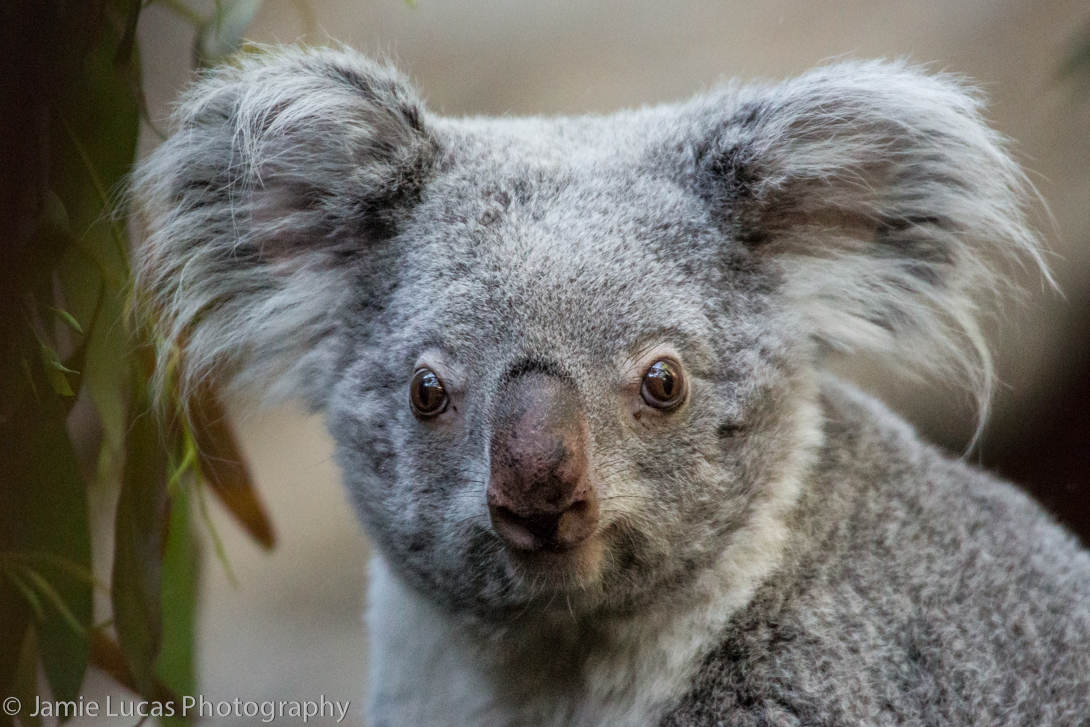 Queensland Koala