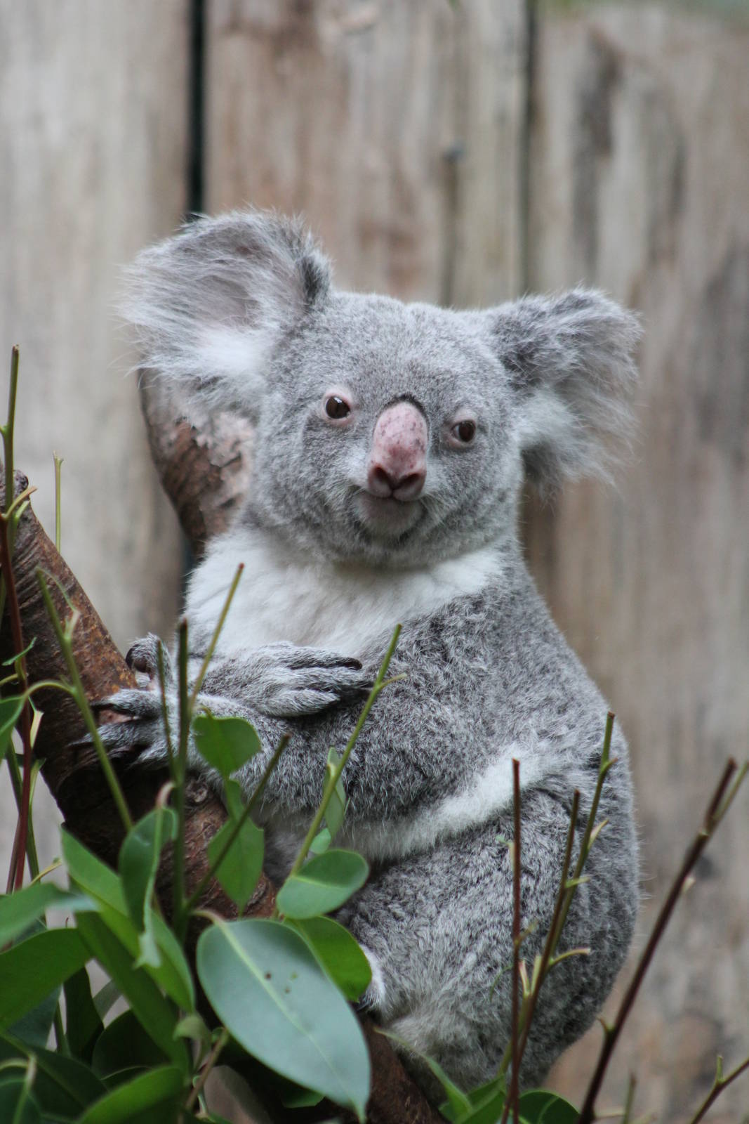 Queensland koala