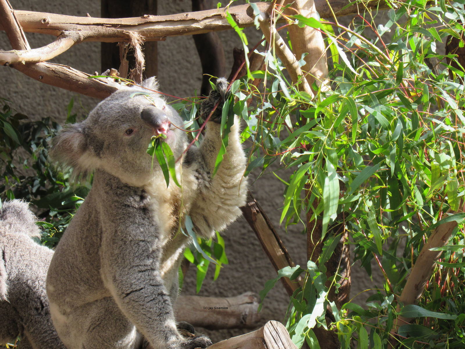 Queensland Koala