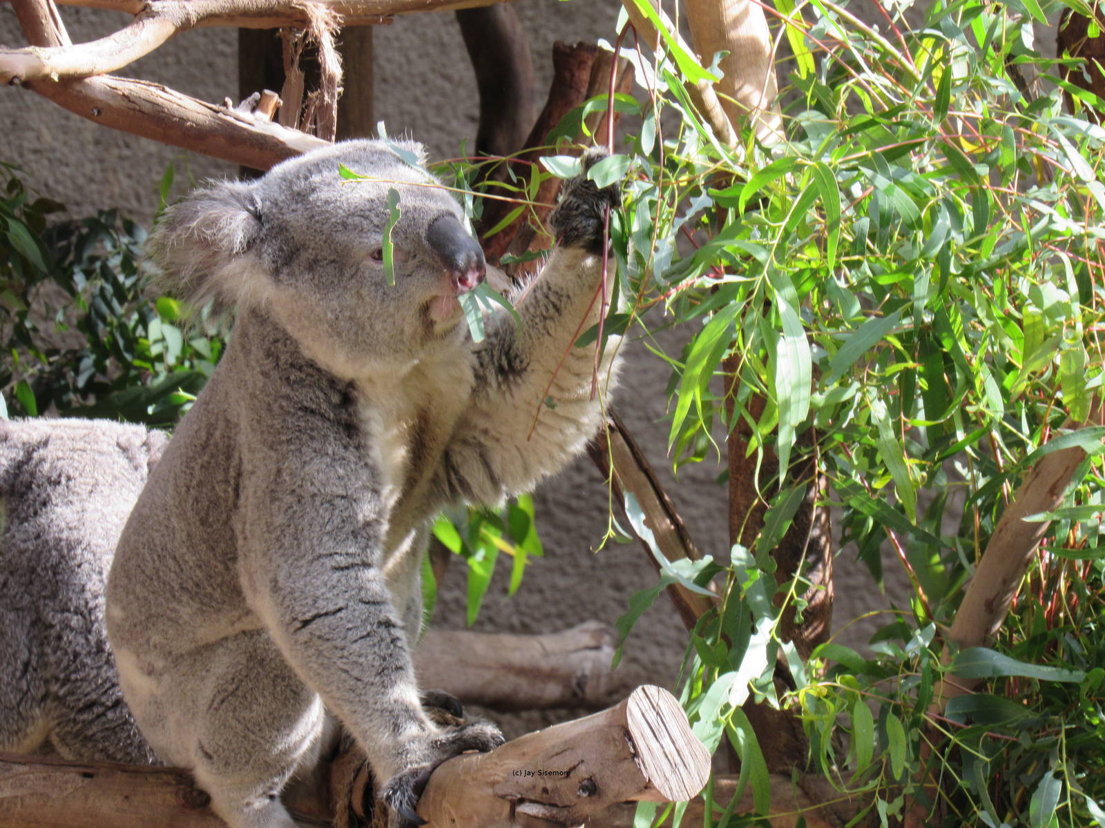Queensland Koala