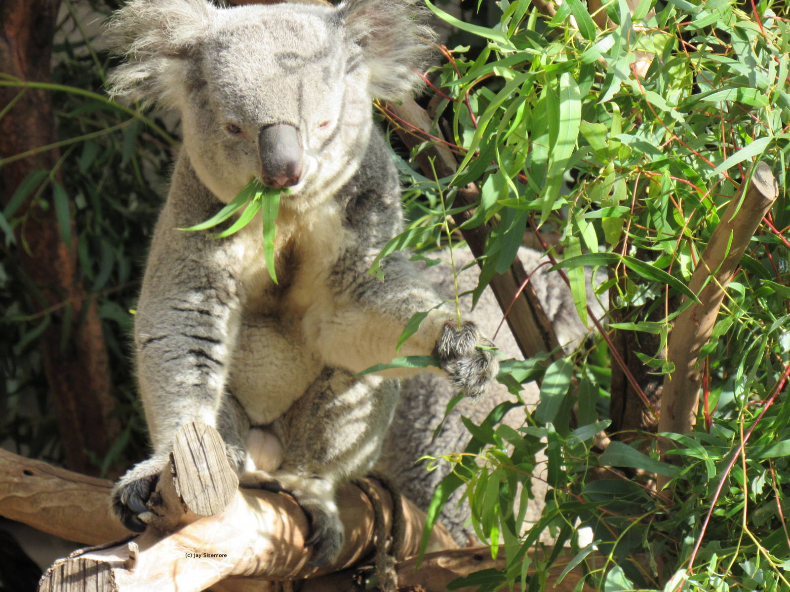 Queensland Koala