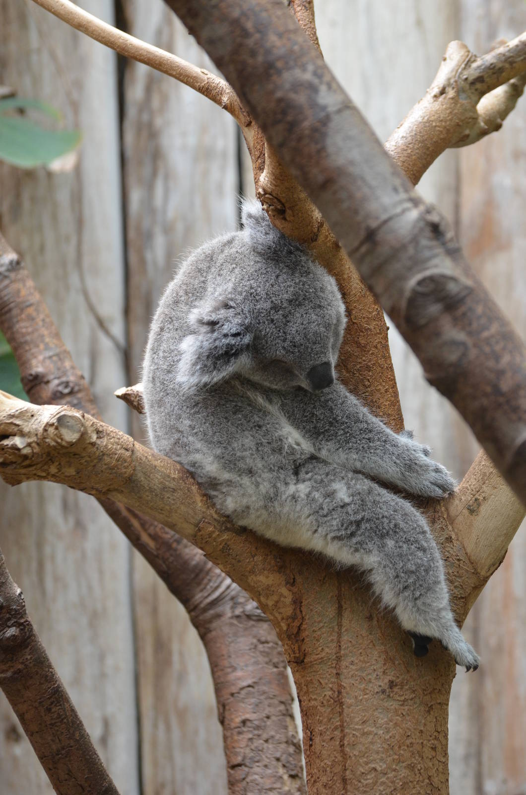 Queensland koala