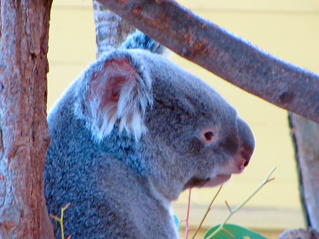 Queensland Koala