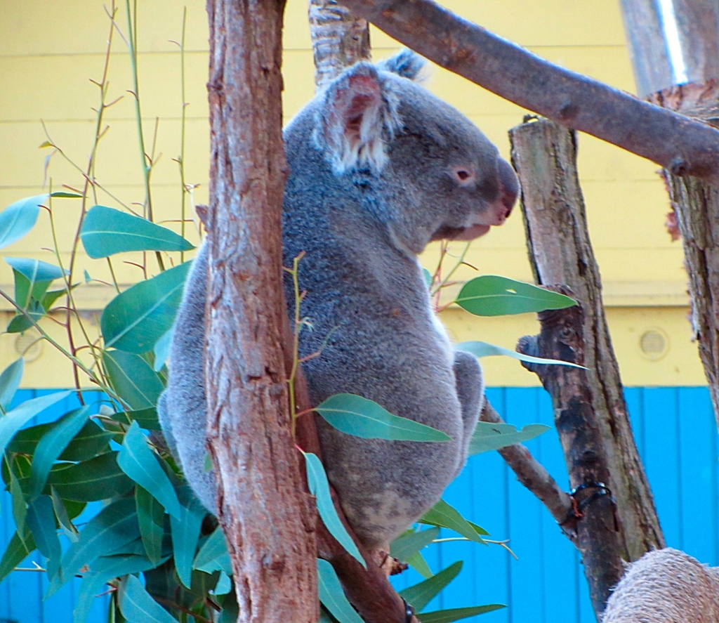 Queensland Koala