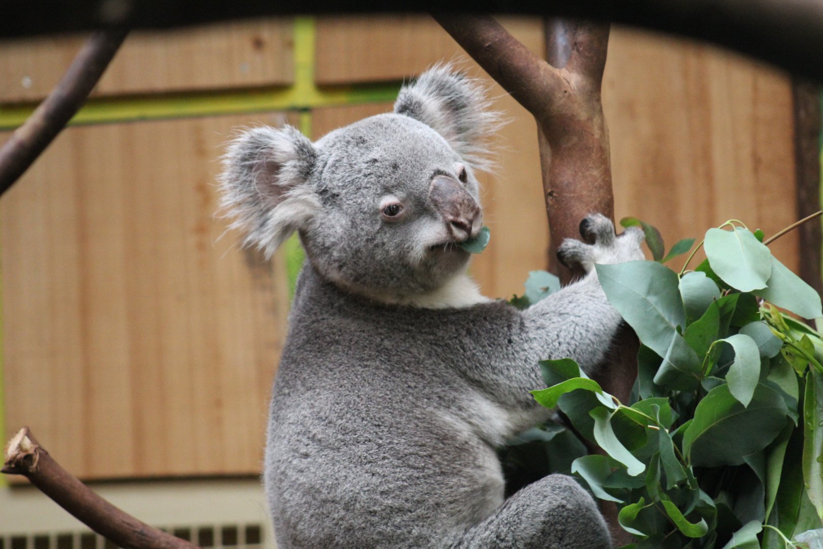 Queensland Koala