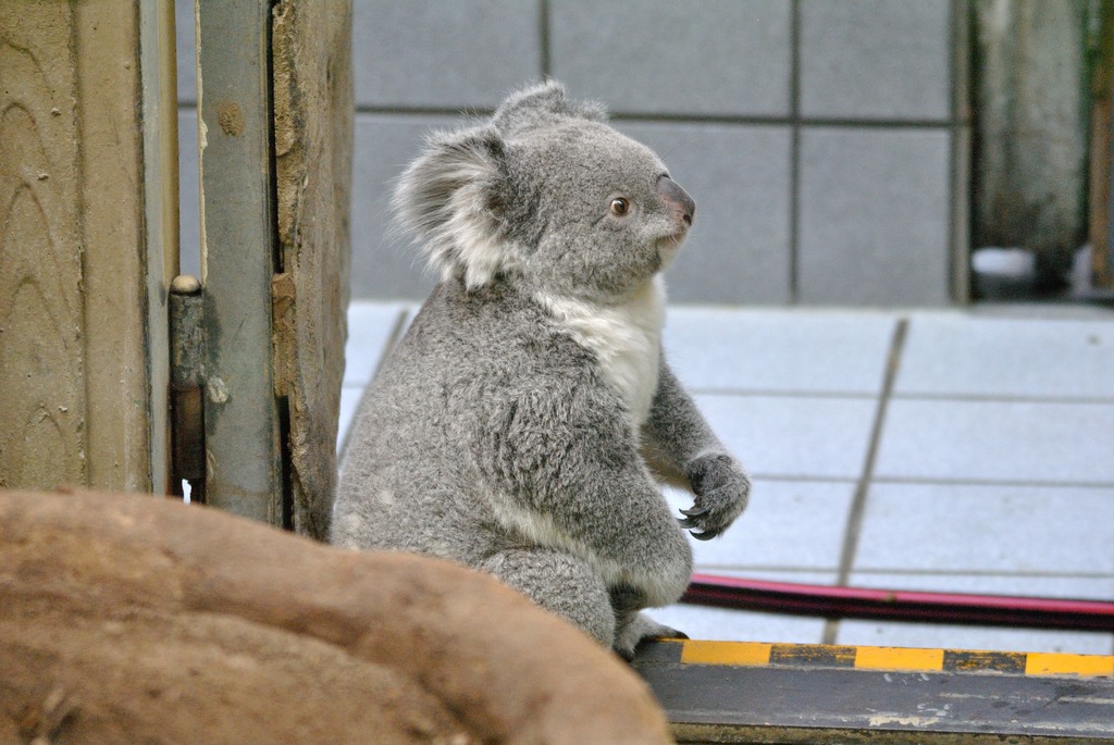 Queensland koala