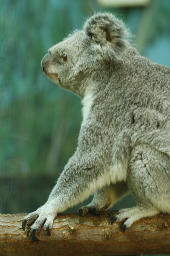 Queensland koala