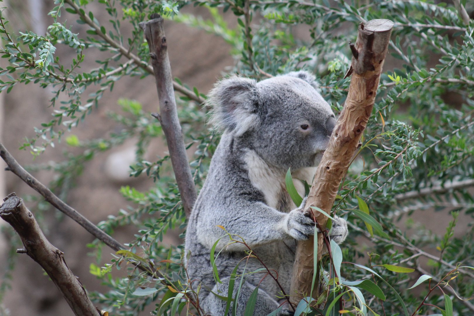 Queensland Koala