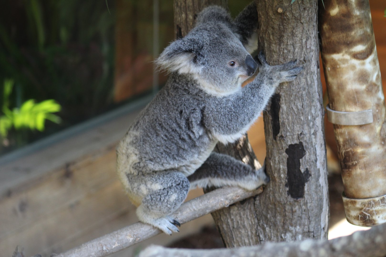 Queensland Koala