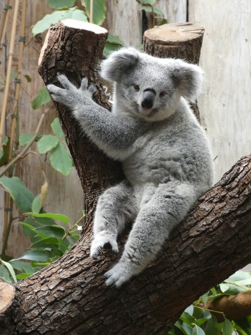 Queensland Koala