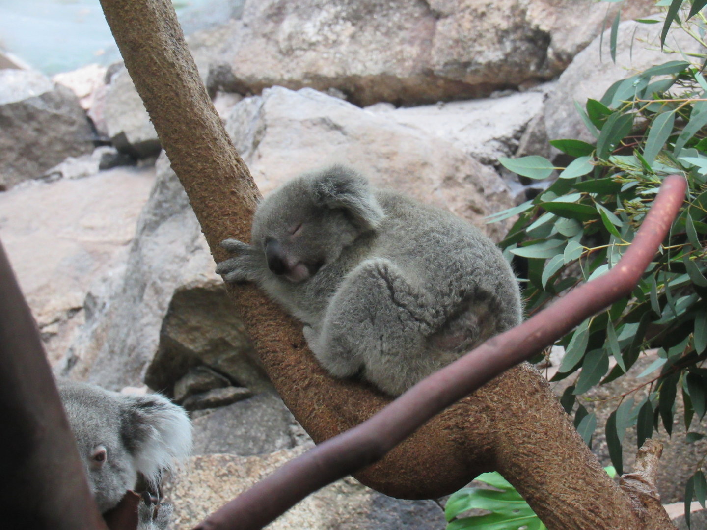 Queensland Koala