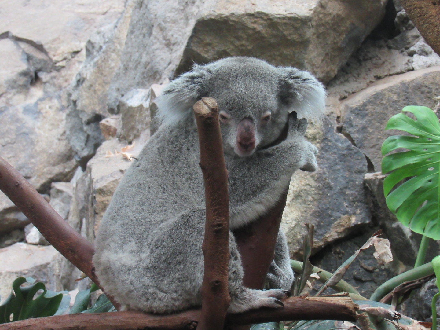 Queensland Koala
