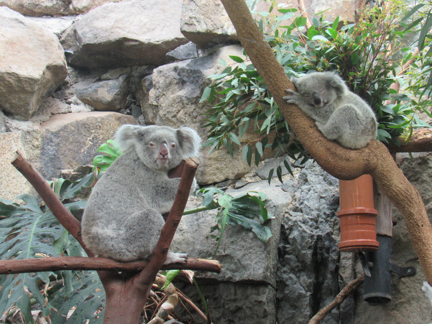Queensland Koala