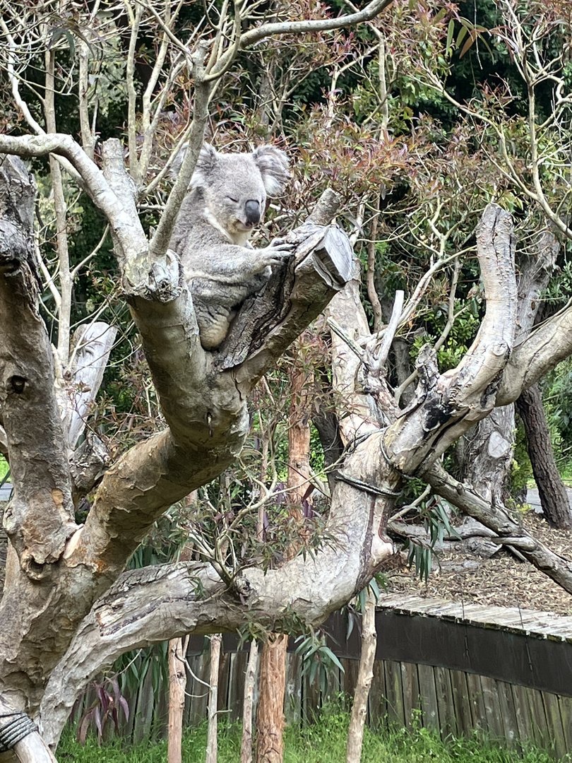 Queensland Koala