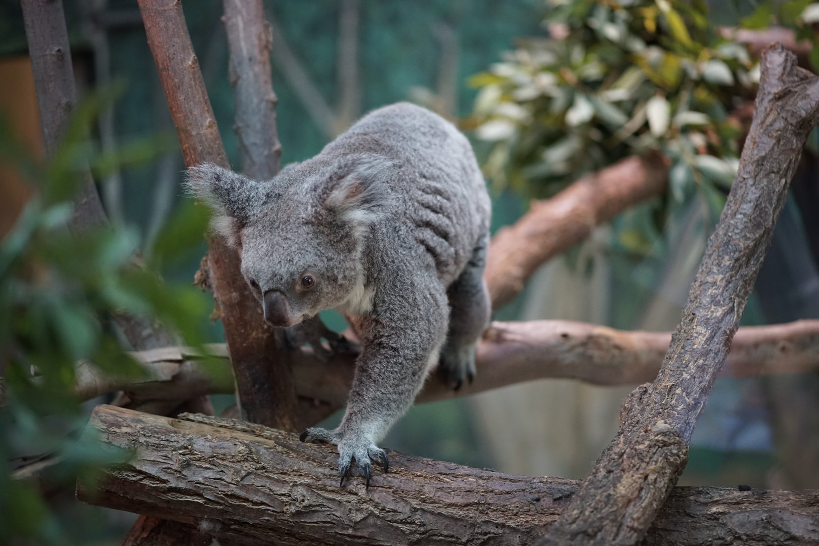 Queensland Koala