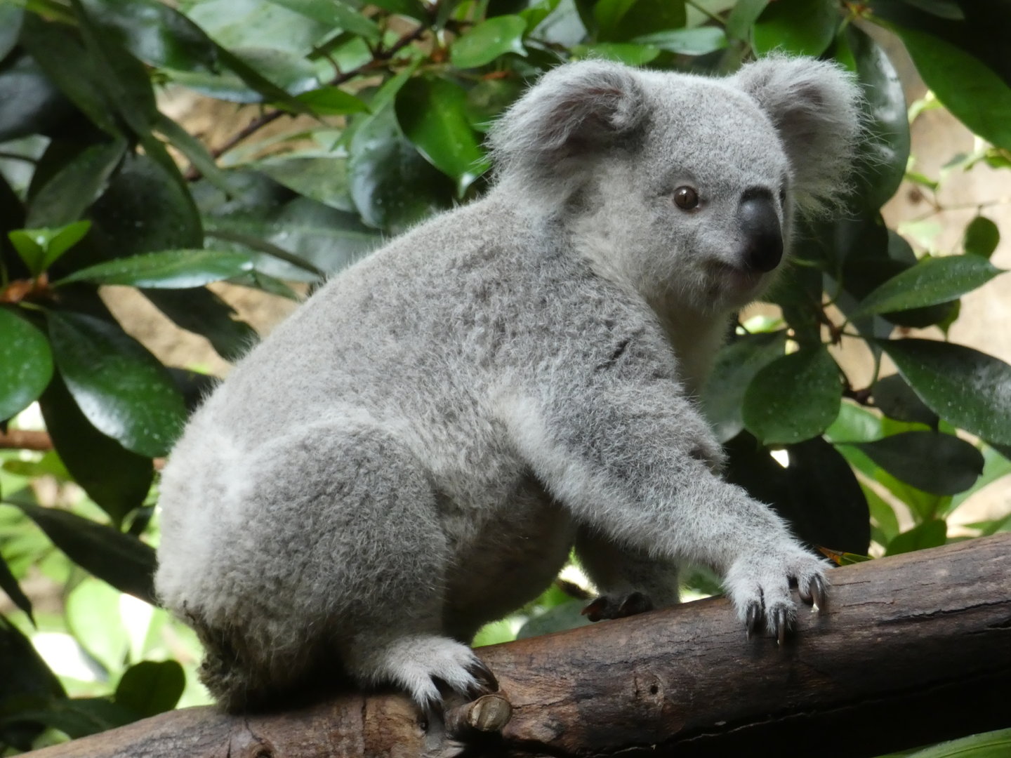 Queensland koala