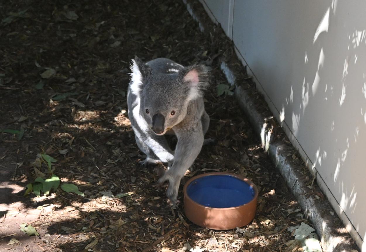 Queensland Koala