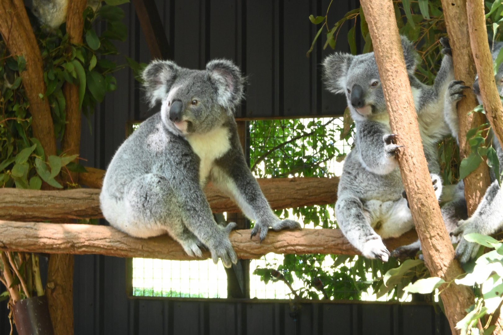 Queensland Koala