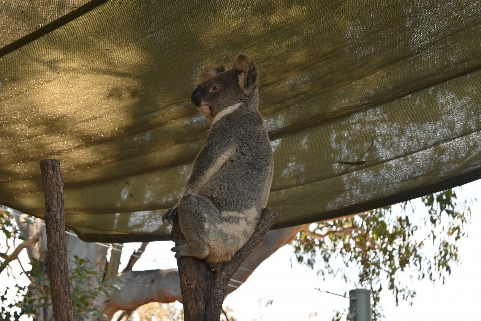 Queensland Koala