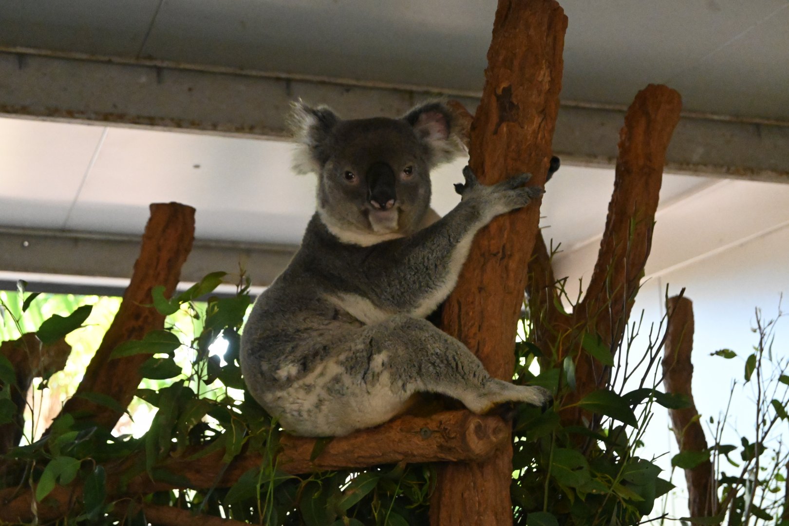 Queensland Koala