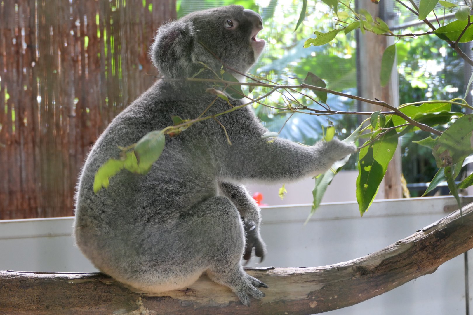 Queensland Koala