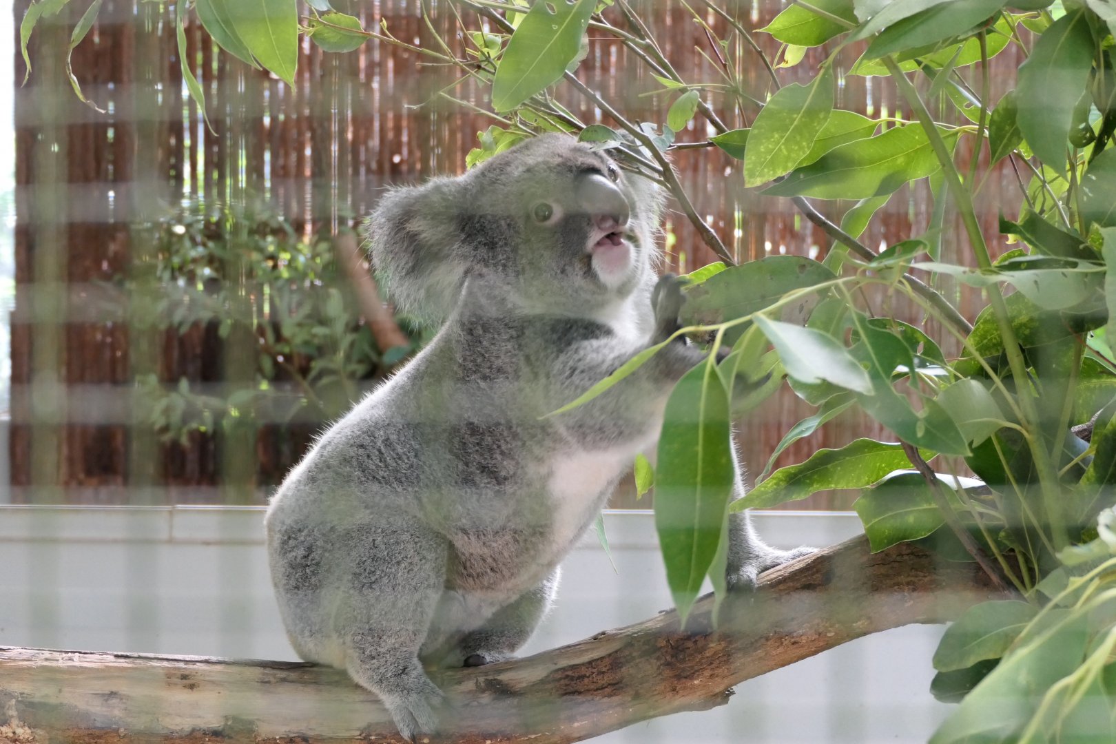 Queensland Koala