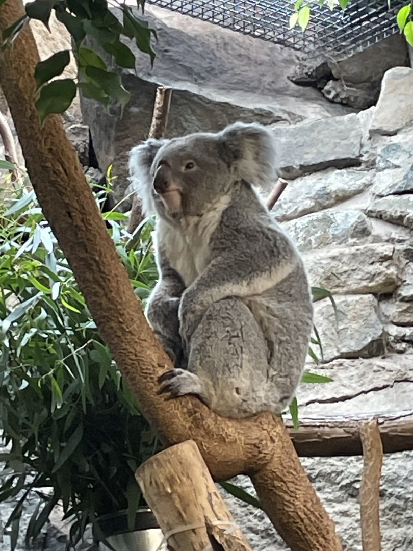 Queensland Koala