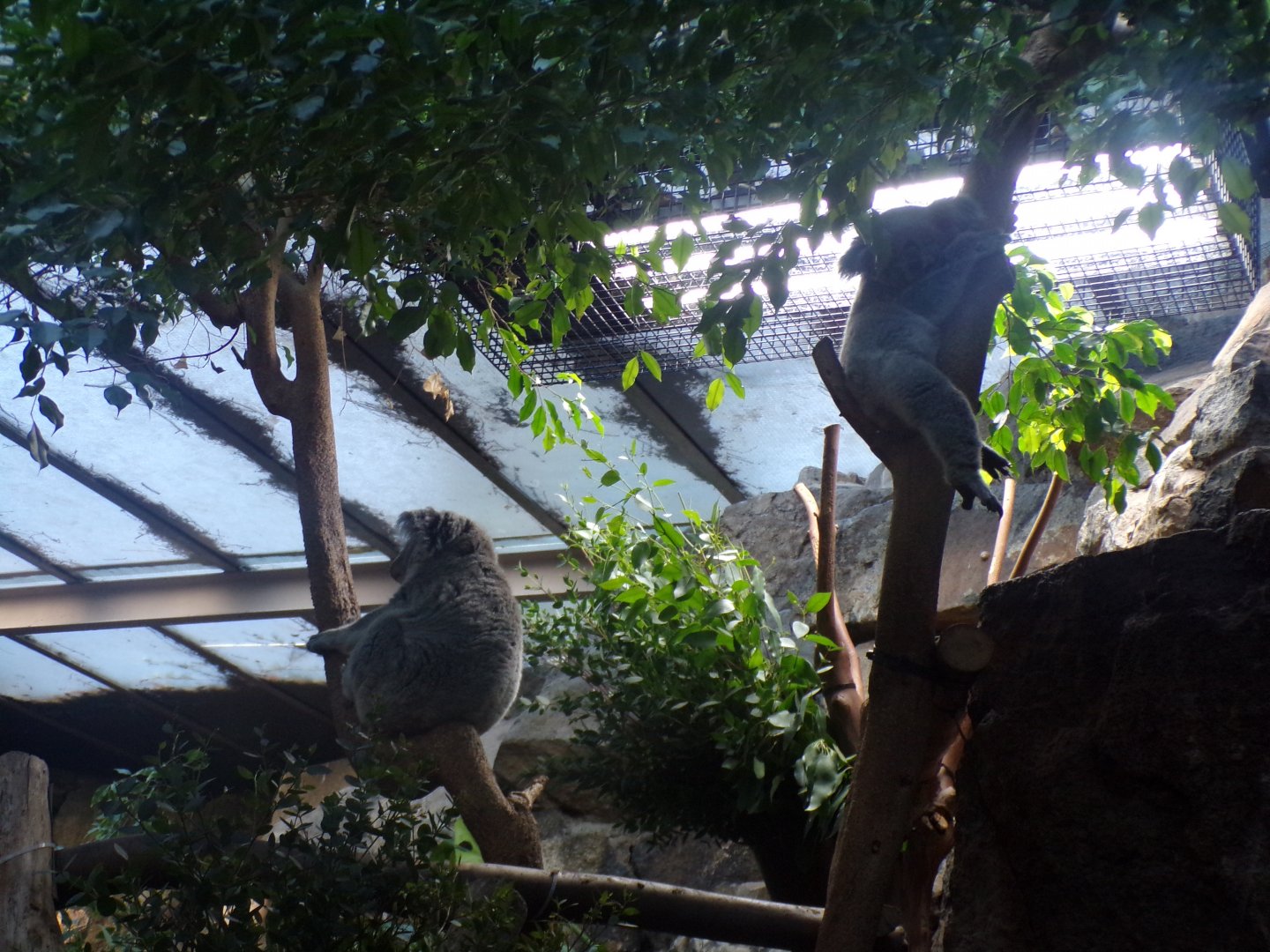 Queensland koalas 1.1.24