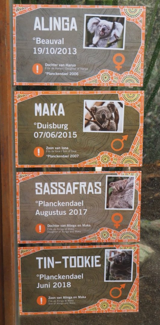Queensland koalas at Planckendael signs (Feb 16th, 2019)