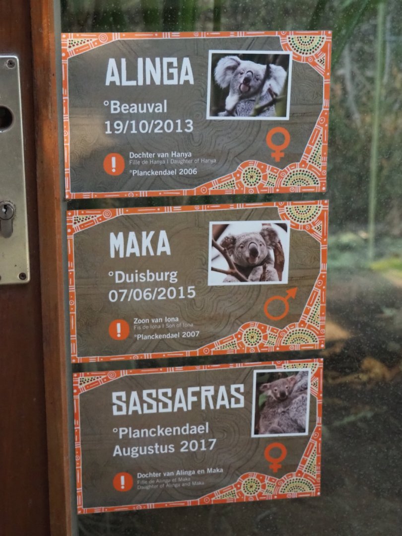 Queensland koalas at Planckendael signs (Jan 20th, 2019)