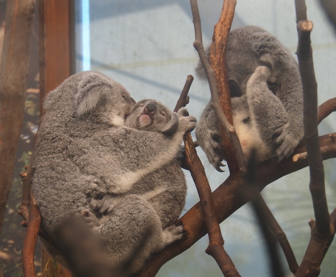 Queensland koalas (Phascolarctos cinereus adustus), 2019-05-31