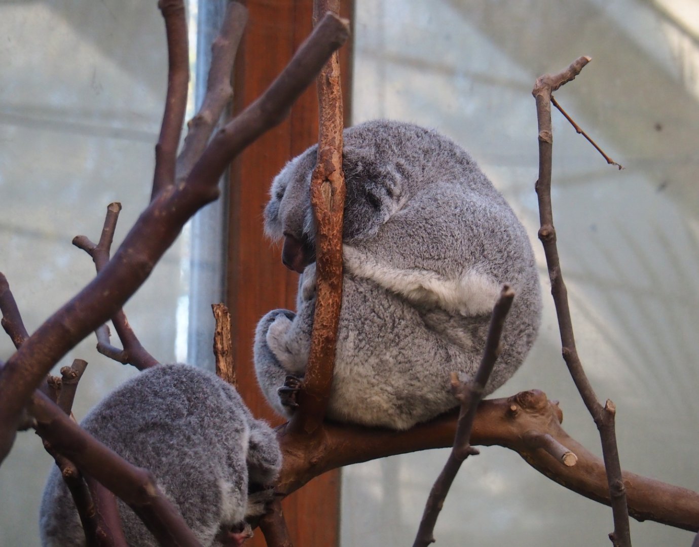 Queensland koalas (Phascolarctos cinereus adustus) Alinga and Sassafras (Nov 18th, 2018)