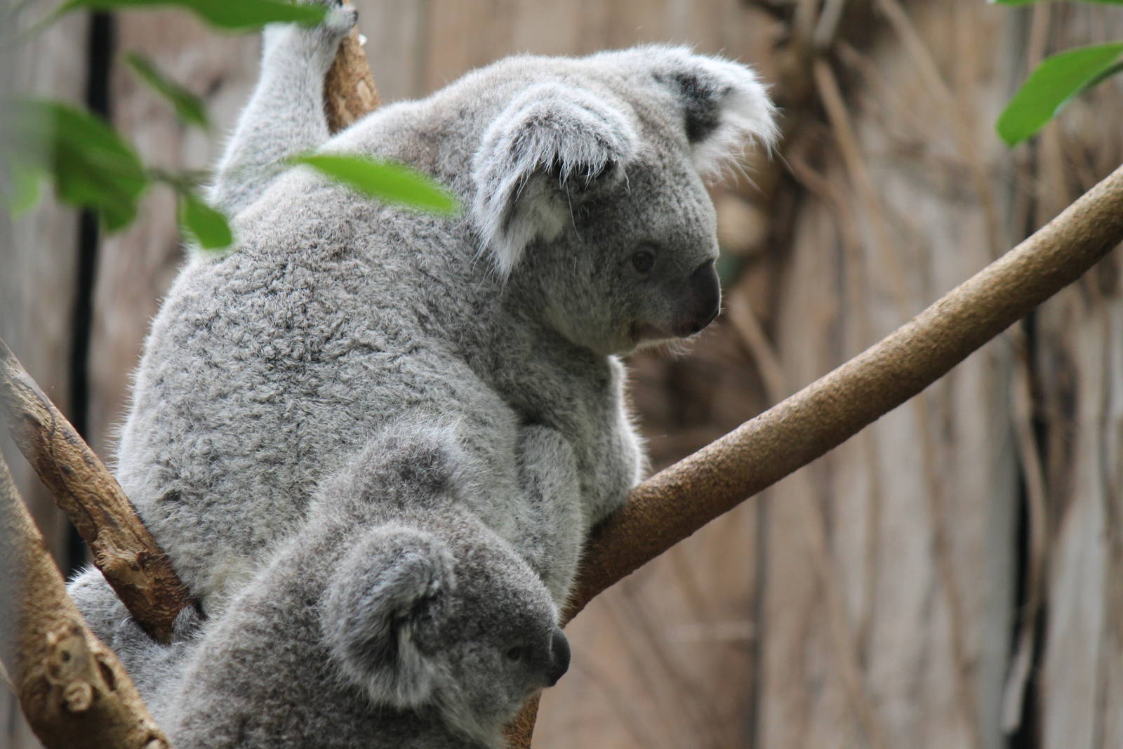 Queensland koalas