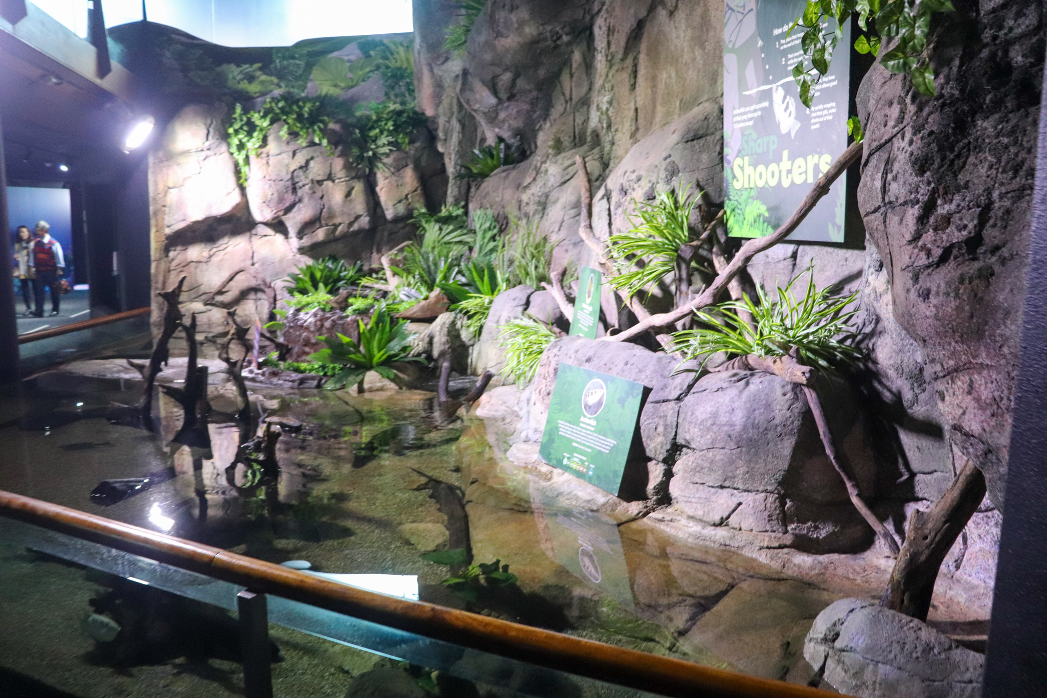 Queensland Lungfish/Archerfish Tank