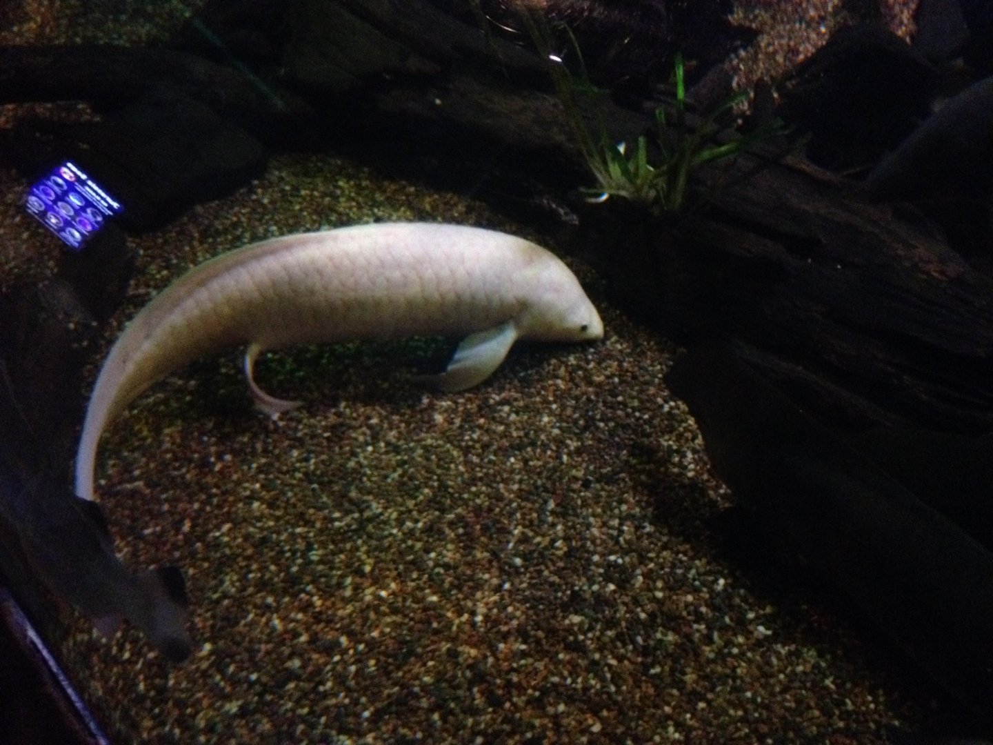 Queensland Lungfish (Neoceratodus forsteri)